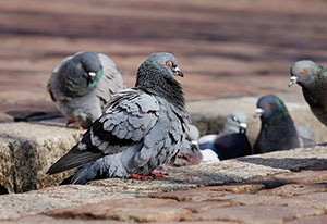 pigeon control and removal