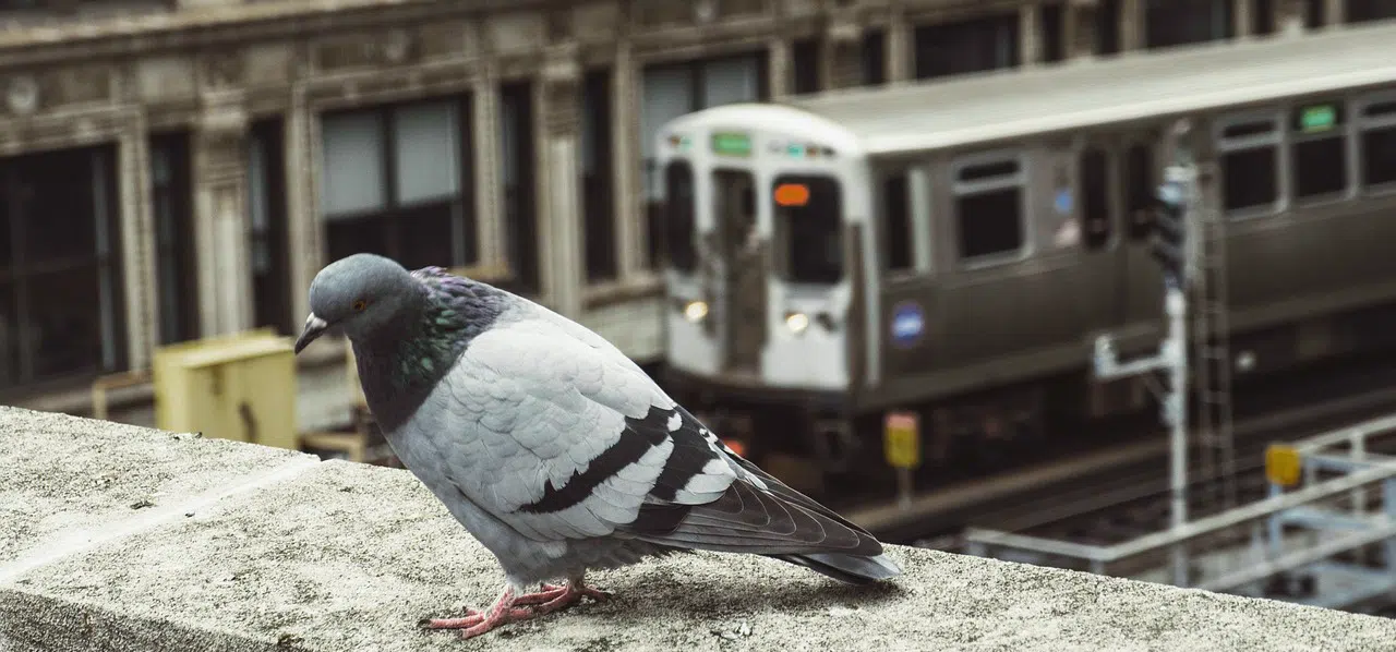 Pigeon control in subways pigeon control in subways