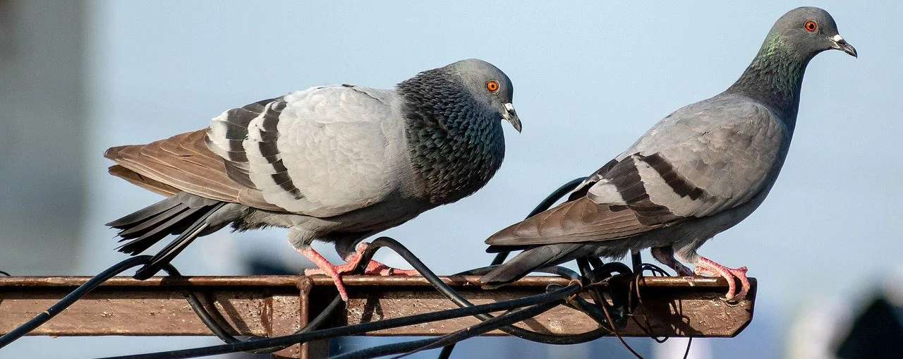 The Difference between Pigeon Control vs. Pigeon Removal