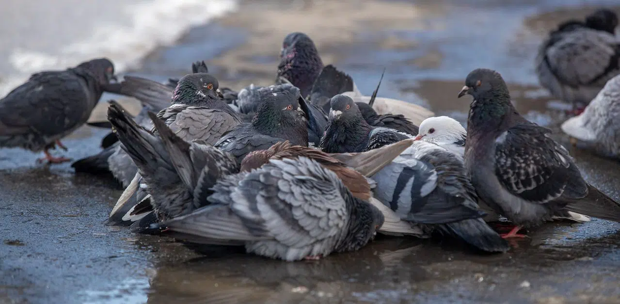 Falconry for pigeon control pigeons