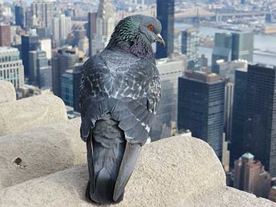 pigeon highrise