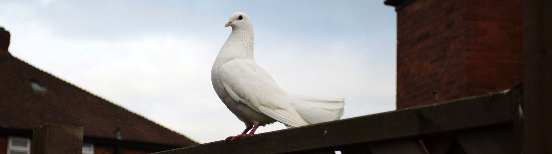 pigeon pheromones and homing behavior
