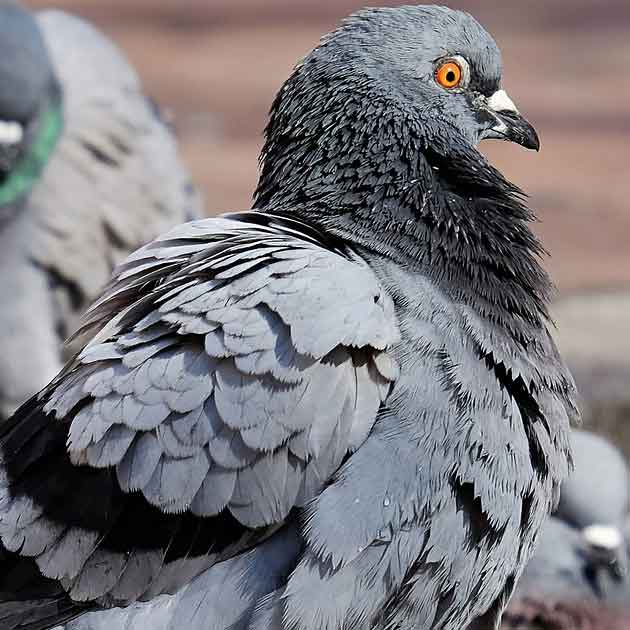 pigeon in article