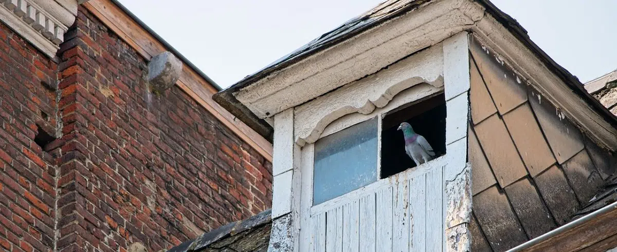 Pigeon removal for attics pigeon in attic