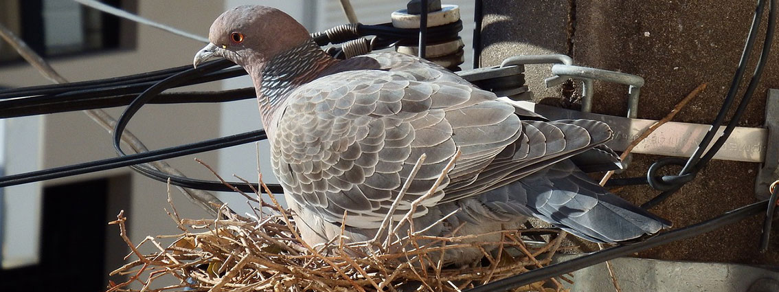 pigeon nest removal