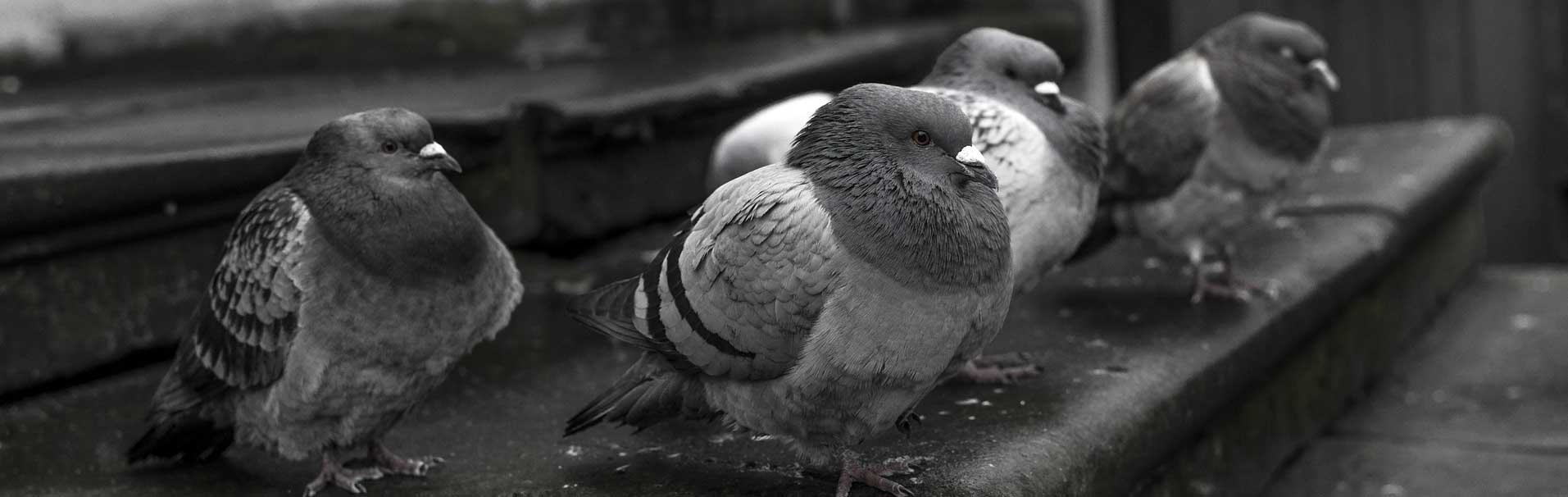 Call Hawkeye to clean up pigeon poop in Toronto