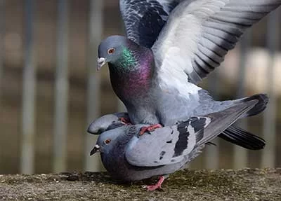 pigeon residential