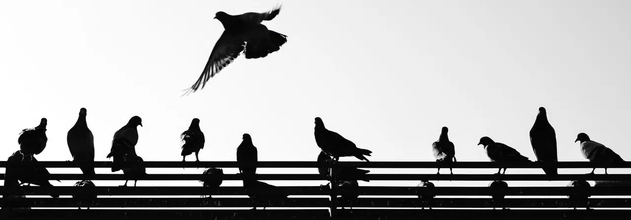 Pigeon control for airports pigeons on railing