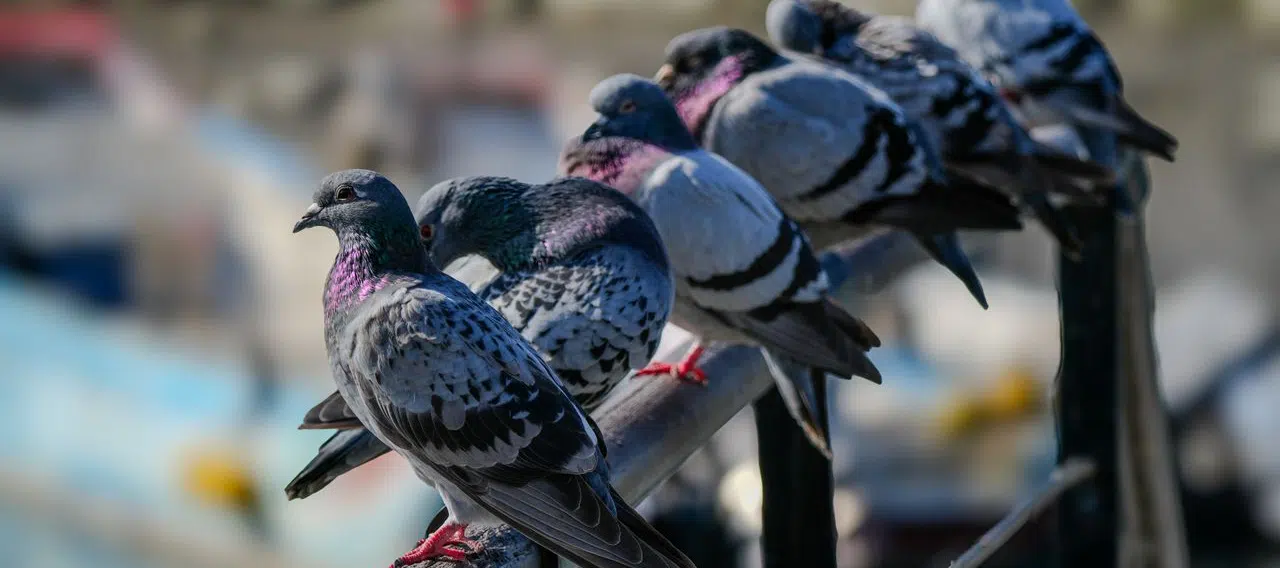 pigeons in parking lots