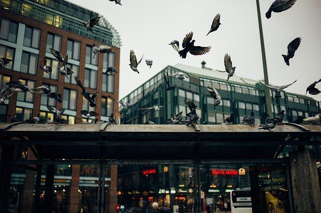 pigeons public areas