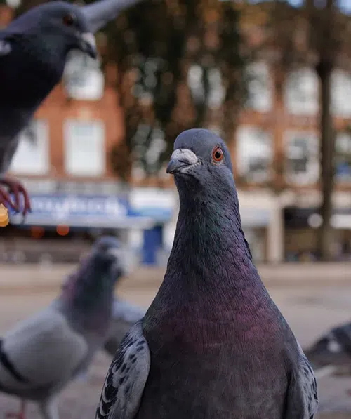 pigeons