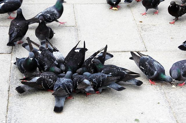 pigeons on street 