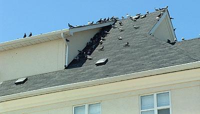 pigeons roof