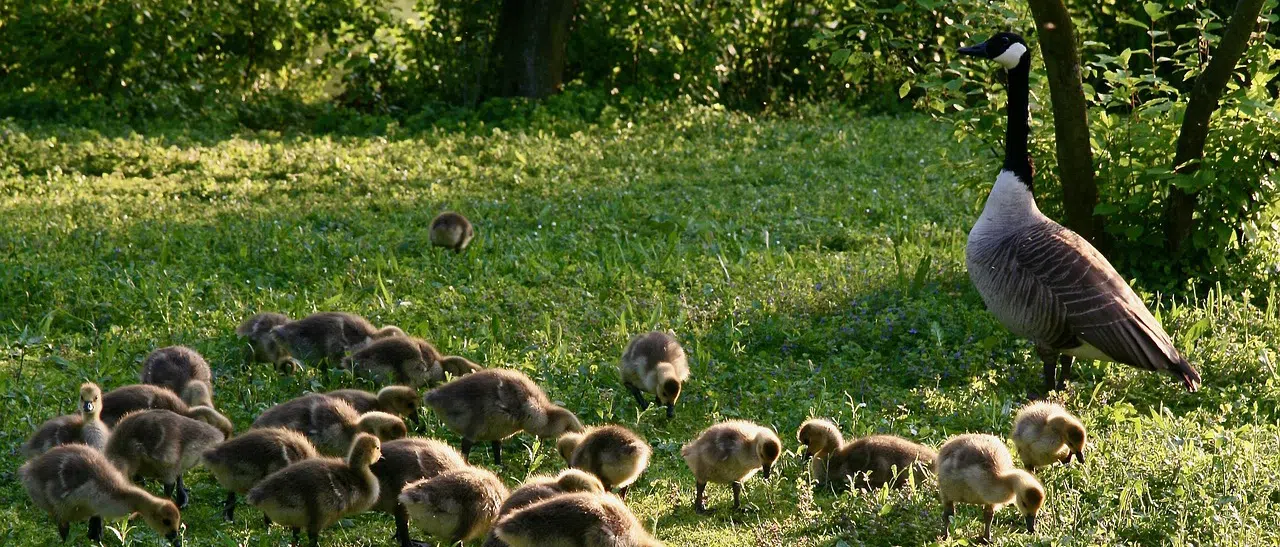 canada goose and goslings on grass