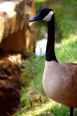 prevent goose nesting