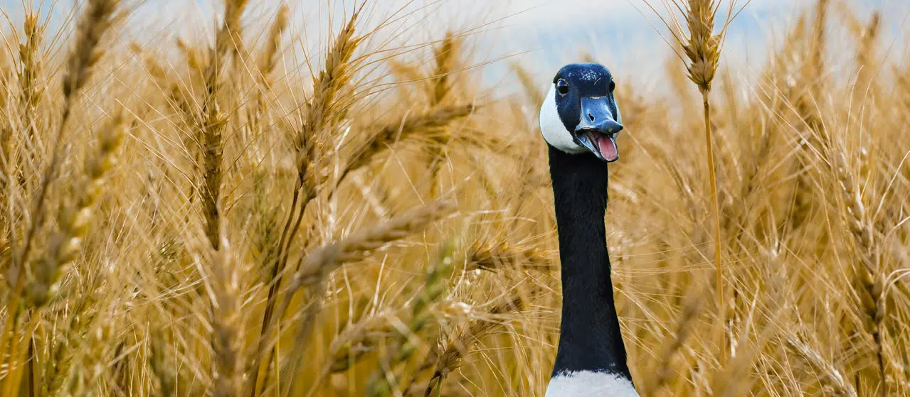 Canada goose in agricultural field