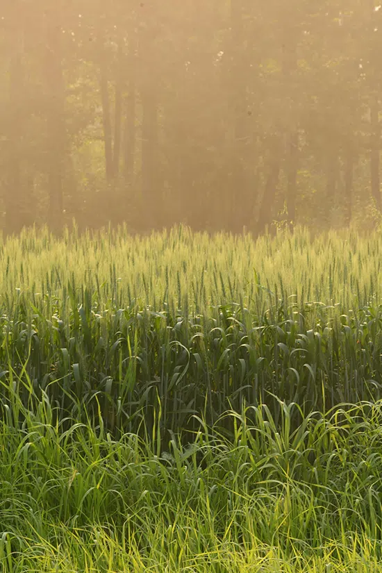 protecting wheat crops from geese
