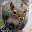 squirrel control removal