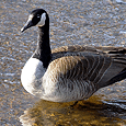 Geese Control & Removal