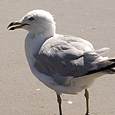 Gull/Seagull Control & Removal