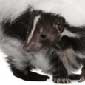 Skunks