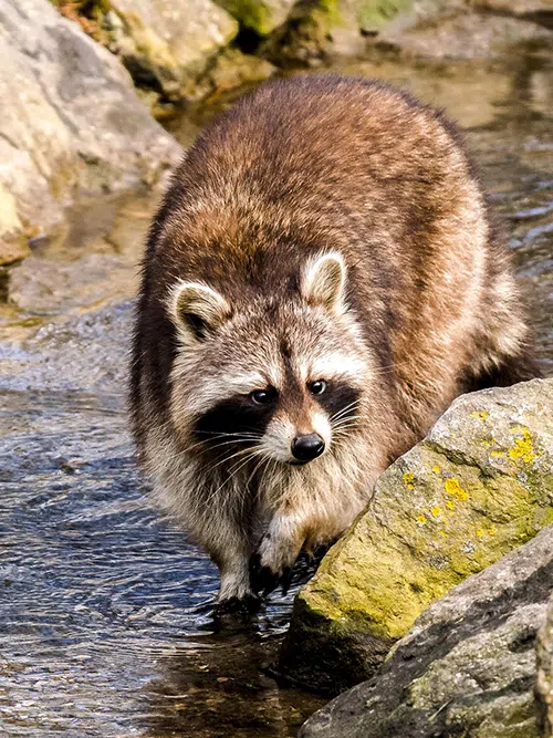 raccoon on rocks near water