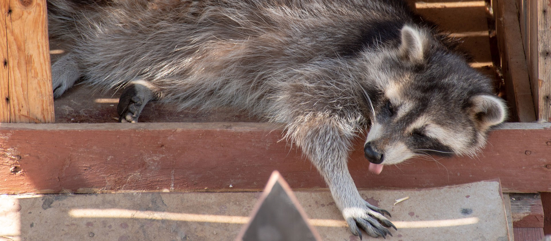 what attracts a raccoon to your home