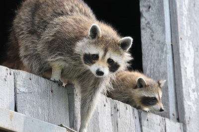 are raccoon babies dangerous