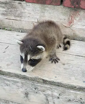 raccoon baby on stairs