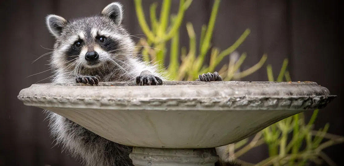Keeping raccoons away from birdhouses and bird baths raccoon at bird bath