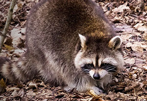 raccoon control caledon