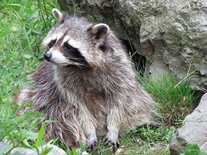 raccoon control brantford