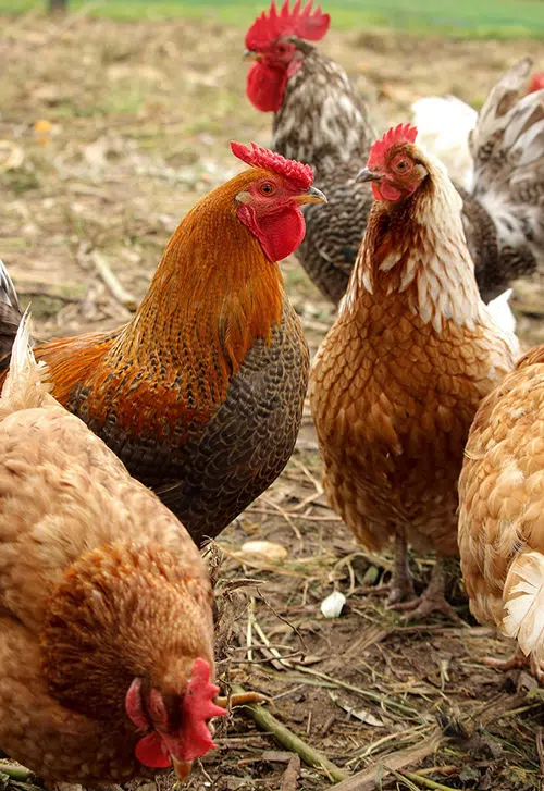 Chickens with rooster