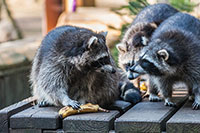 raccoon control removal etobicoke