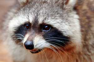 raccoon control removal vaughan