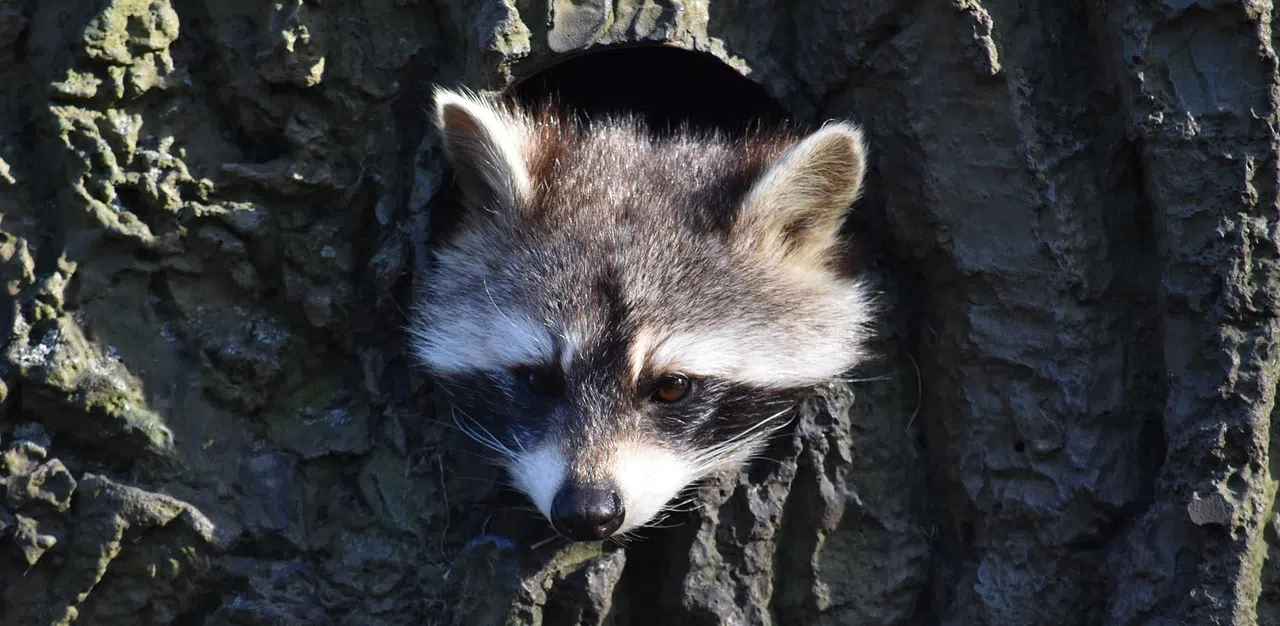 raccoon peeking out of den