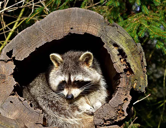 raccoon in hollow tree