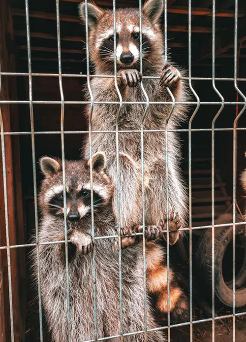 raccoon exclusion repairs