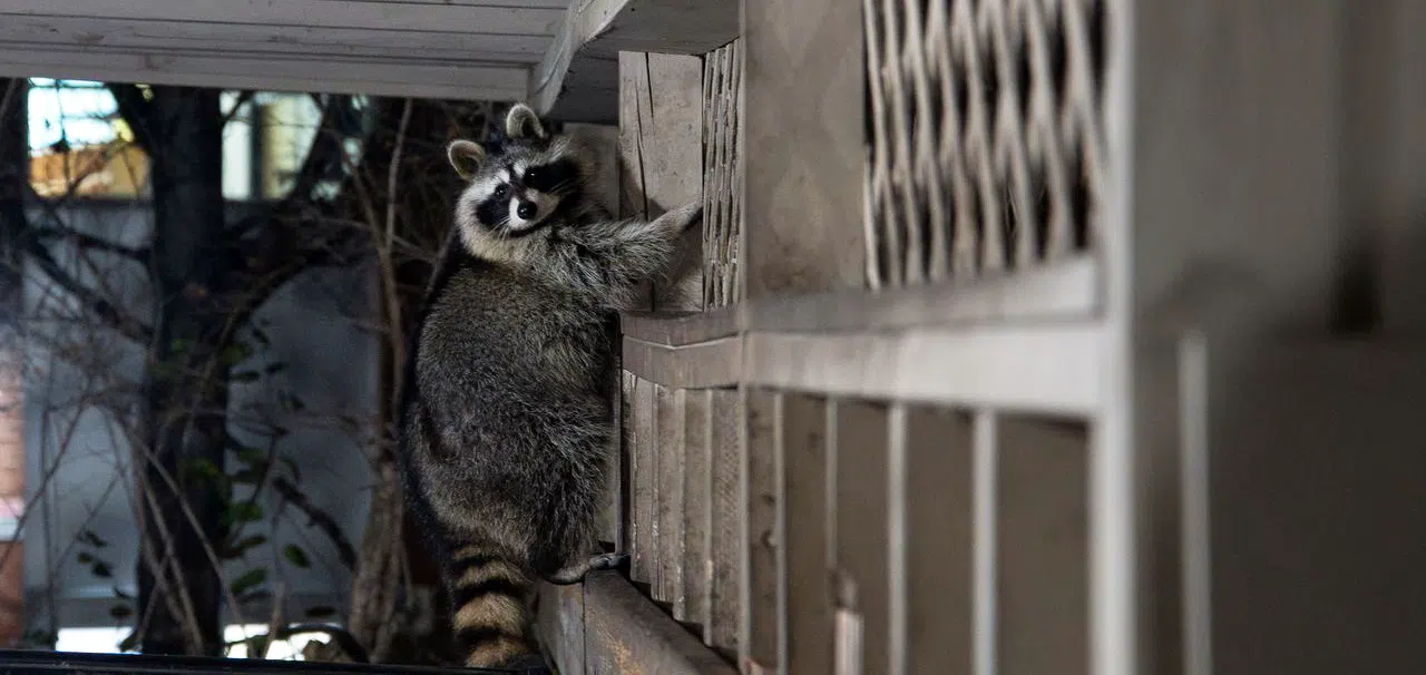The importance of raccoon exclusion raccoon exclusion