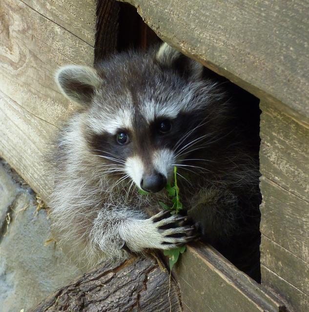 raccoon in attic