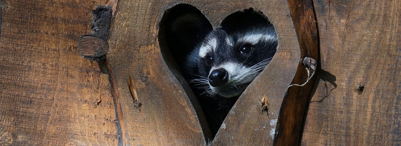 raccoon in attic