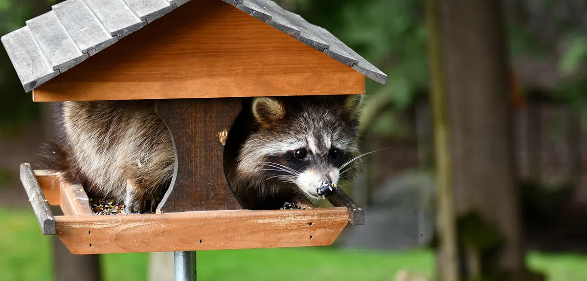 raccoon in bird feeder