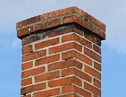 raccoon in chimney