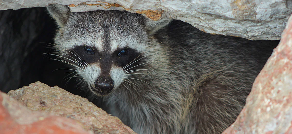 Do You Have a Raccoon in Your Home? Here are signs to look for