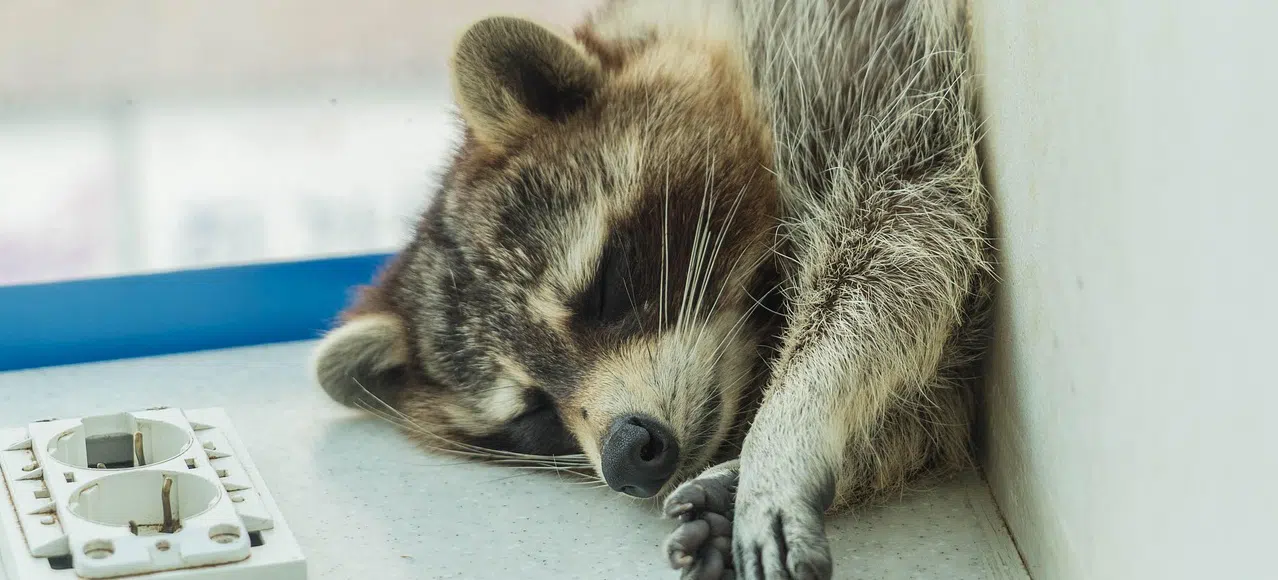 raccoon in medical facility