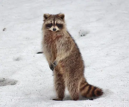 raccoon in snow