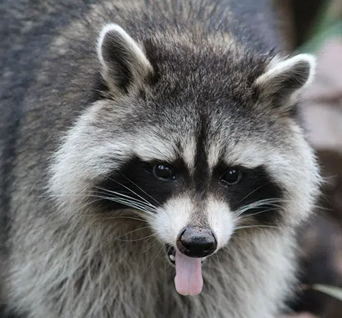 raccoon close up