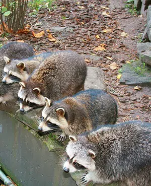 raccoon in storm drain