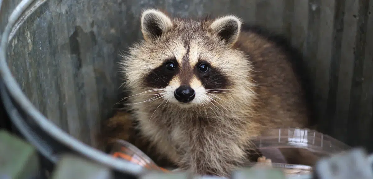 raccoon in garbage can