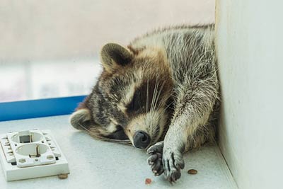 raccoon indoors